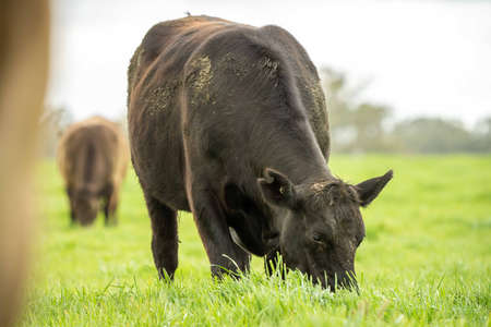 Close up of cows in a field, grazing on pasture, in Australiaの写真素材