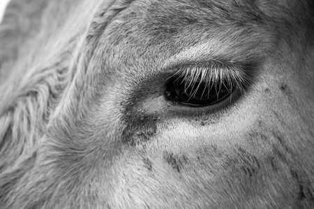 Close up of cows in a field, grazing on pasture, in Australia