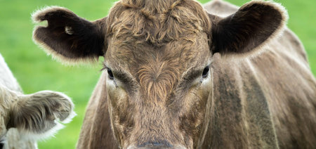 Close up of cows in a field, grazing on pasture, in Australiaの写真素材
