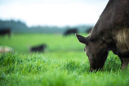 Close up of cows in a field, grazing on pasture, in Australiaの写真素材
