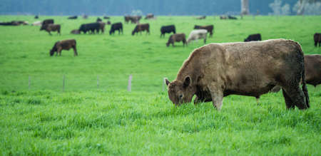 Close up of cows in a field, grazing on pasture, in Australiaの写真素材