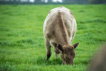 Close up of cows in a field, grazing on pasture, in Australiaの写真素材