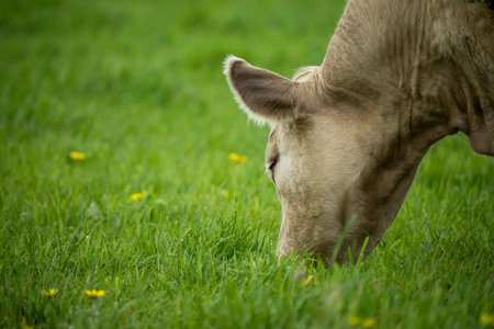 Close up of cows in a field, grazing on pasture, in Australiaの写真素材