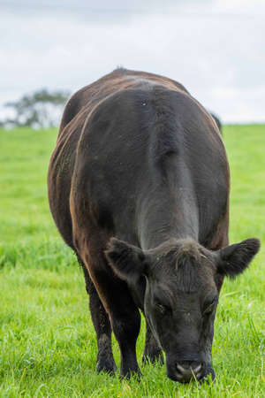 Close up of cows in a field, grazing on pasture, in Australiaの写真素材