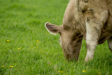 Close up of cows in a field, grazing on pasture, in Australiaの写真素材