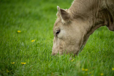 Close up of cows in a field, grazing on pasture, in Australiaの写真素材