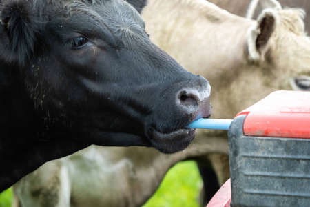 Close up of cows in a field, grazing on pasture, in Australiaの写真素材