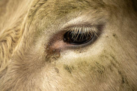 Close up of cows in a field, grazing on pasture, in Australiaの写真素材