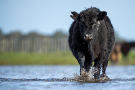 Angus and murray greey cows running through water in a paddock and field, in Australiaの写真素材