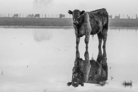 Angus and murray greey cows running through water in a paddock and field, in Australiaの写真素材
