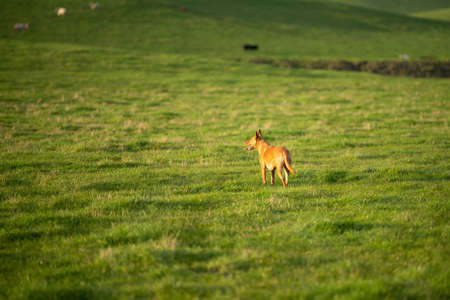 Cattle ranch farming landscape, with rolling hills and cows in fields, in Australia. Beautiful green grass and fat cows and bulls grazing on pasture.の写真素材