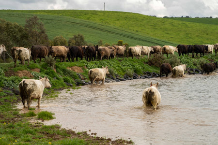 herding of beef cows and calves grazing on grass in Australia, on a farming ranch. Cattle eating hay and silage. breeds include speckled park, Murray grey, angus, Brangus, hereford, wagyu, dairy cows.の写真素材
