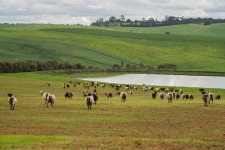herding of beef cows and calves grazing on grass in Australia, on a farming ranch. Cattle eating hay and silage. breeds include speckled park, Murray grey, angus, Brangus, hereford, wagyu, dairy cows.の写真素材