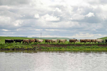 herding of beef cows and calves grazing on grass in Australia, on a farming ranch. Cattle eating hay...