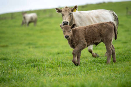 Beef cows and calves grazing on grass in Australia. Eating hay and silage. breeds include speckled park, murray grey, angus, brangus and dairy cows.の写真素材