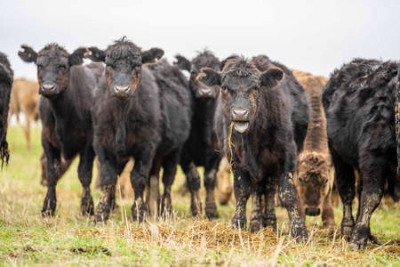 Beef cows and calves grazing on grass in Australia. Eating hay and silage. breeds include speckled park, murray grey, angus, brangus and dairy cows.の写真素材