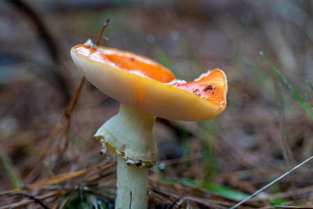 Foraging saffron milk caps mushrooms, under a pine forest and plantation in Australia, during winter.の写真素材