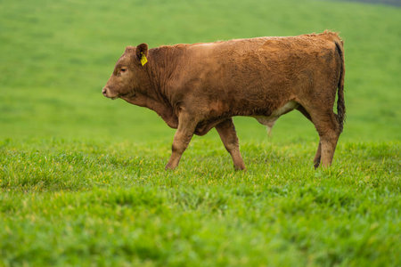 Close up of Stud Beef bulls, cows and calves grazing on grass in a field, in Australia. breeds of cattle include speckle park, murray grey, angus, brangus and wagyu eating grain and wheat.の写真素材