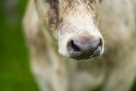 Close up of Stud Beef bulls and cows grazing on grass in a field, in Australia. eating hay and silage. breeds include speckle park, murray grey, angus, brangus and wagyu.の写真素材