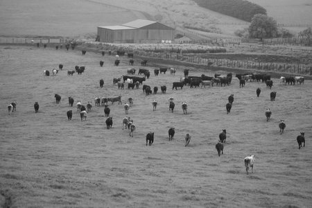 Close up of Stud Beef bulls, cows and calves grazing on grass in a field, in Australia. breeds of...