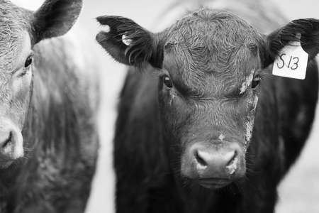 Close up of Stud Beef bulls and cows grazing on grass in a field, in Australia. eating hay and silage. breeds include speckle park, murray grey, angus, brangus and wagyu.の写真素材