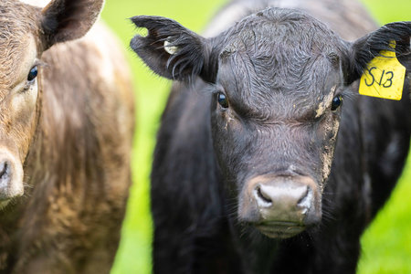 Close up of Stud Beef bulls and cows grazing on grass in a field, in Australia. eating hay and silage. breeds include speckle park, murray grey, angus, brangus and wagyu.の写真素材