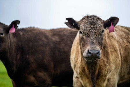 Close up of Stud Beef bulls, cows and calves grazing on grass in a field, in Australia. breeds of cattle include speckle park, murray grey, angus, brangus and wagyu eating grain and wheat.の写真素材