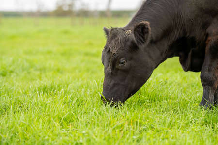 Stud beef cows and bulls grazing on green grass in Australia, breeds include speckled park, murray...