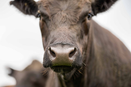 Stud Angus, wagyu, Murray grey, Dairy and beef Cows and Bulls grazing on grass and pasture in a field. The animals are organic and free range, being grown on an agricultural farm in Australia.の写真素材