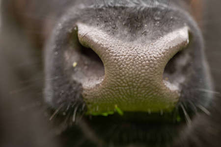 Stud Angus, wagyu, Murray grey, Dairy and beef Cows and Bulls grazing on grass and pasture in a field. The animals are organic and free range, being grown on an agricultural farm in Australia.の写真素材