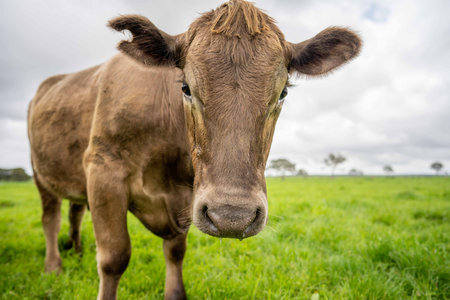 Stud Angus, wagyu, Murray grey, Dairy and beef Cows and Bulls grazing on grass and pasture in a field. The animals are organic and free range, being grown on an agricultural farm in Australia.の写真素材