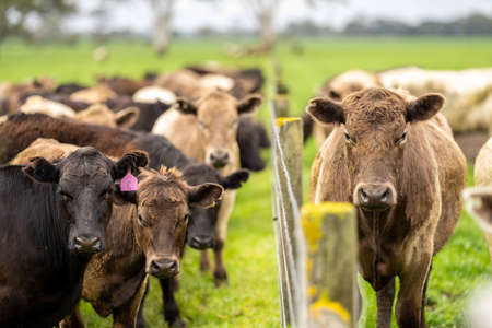 Close up of Stud Beef bulls and cows grazing on grass in a field, in Australia. eating hay and silage. breeds include speckle park, murray grey, angus, brangus and wagyu.の写真素材