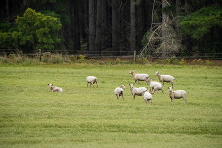 Merino sheep, grazing and eating grass in New zealand and Australia