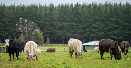 Cow standing in the paddockの写真素材