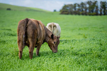Close up of Stud Beef bulls and cows grazing on grass in a field, in Australia. eating hay and silage. breeds include speckle park, murray grey, angus, brangus and wagyu.の写真素材