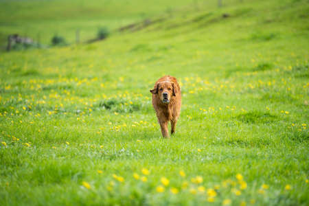 Golden retriever swmming in water on a cow farm in Australia.の写真素材