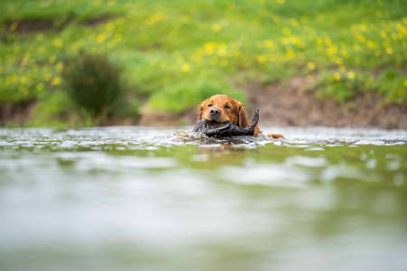 Golden retriever swmming in water on a cow farm in Australia.の写真素材