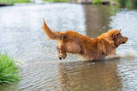Golden retriever swmming in water on a cow farm in Australia.の写真素材