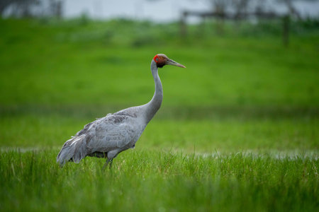The sandhill crane, Grus canadensis is a large bird in the crane family Grus canadensis.の写真素材