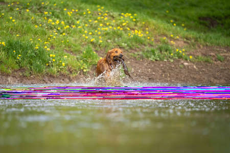 Golden retriever swmming in water on a cow farm in Australia.の写真素材