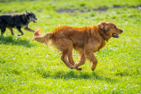 Golden retriever swmming in water on a cow farm in Australia.の写真素材