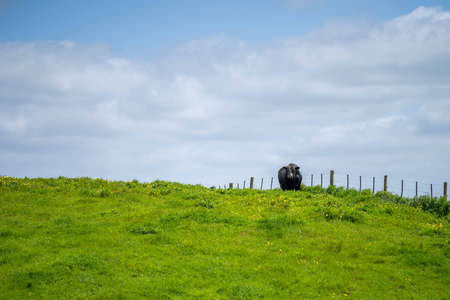 Close up of Stud Beef bulls, cows and calves grazing on grass in a field, in Australia. breeds of...