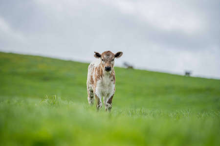 cows in the field, grazing on grass and pasture in Australia, on a farming ranch. Cattle eating hay and silage. breeds include speckled park, Murray grey, angus, Brangus, hereford, wagyu, dairy cows.の写真素材