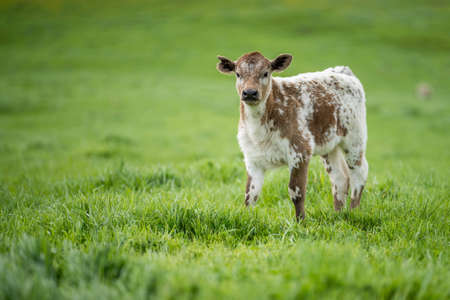 cows in the field, grazing on grass and pasture in Australia, on a farming ranch. Cattle eating hay...