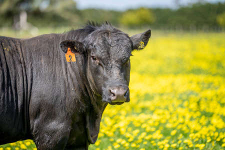 Close up of Stud Beef bulls, cows and calves grazing on grass in a field, in Australia. breeds of cattle include speckle park, murray grey, angus, brangus and wagyu on pasture in spring and summer.の写真素材