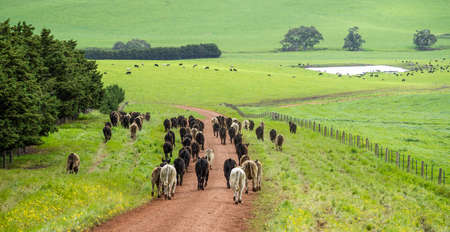 Close up of Stud Beef bulls, cows and calves grazing on grass in a field, in Australia. breeds of cattle include speckle park, murray grey, angus, brangus and wagyu on pasture in spring and summer.の写真素材