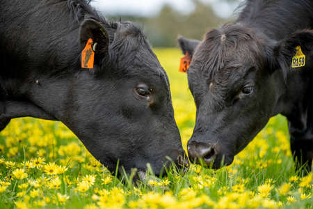 Beef cows and calves grazing on grass in Australia. Eating hay and silage. breeds include speckle park, murray grey, angus, brangus and dairy cowsの写真素材