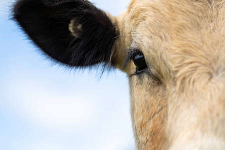 Beef cows and calves grazing on grass in Australia. Eating hay and silage. breeds include speckle park, murray grey, angus, brangus and dairy cowsの写真素材
