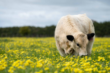 Beef cows and calves grazing on grass in Australia. Eating hay and silage. breeds include speckle park, murray grey, angus, brangus and dairy cowsの写真素材
