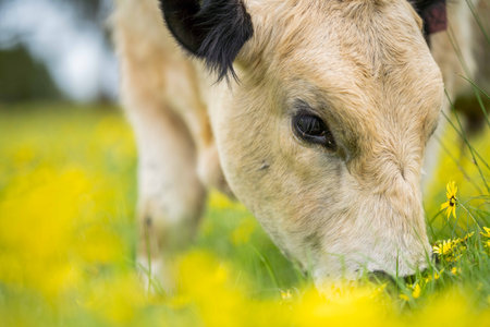 Stud Angus, wagyu, speckle park, Murray grey, Dairy and beef Cows and Bulls grazing on grass and pasture in a field. The animals are organic and free range, being grown on an agricultural farm in Australia.の写真素材
